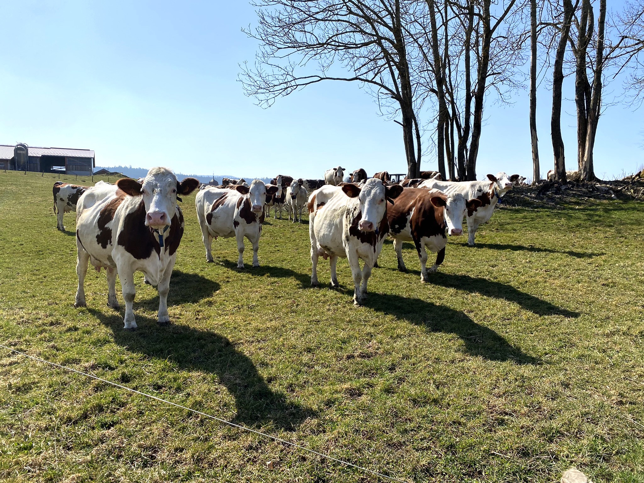 Montbeliardes au pré - Sommet de l'élevage 2024